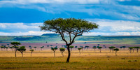 Serengeti Blues