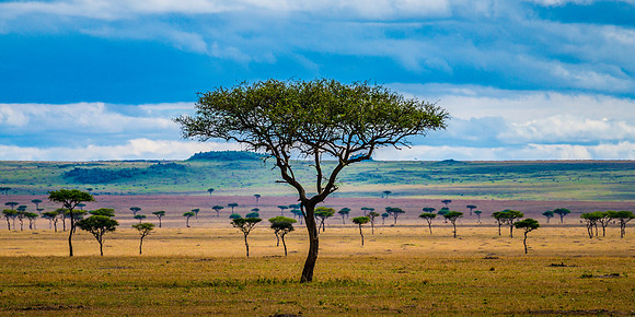 Serengeti Blues