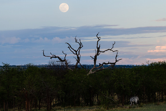 Full moon rising on the Serengeti