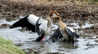 Egyptian Goose Duel