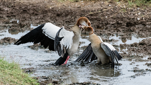 Egyptian Goose Duel
