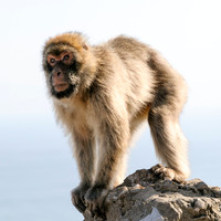 Barbary Ape