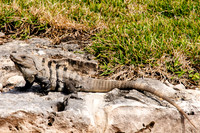 Iguana