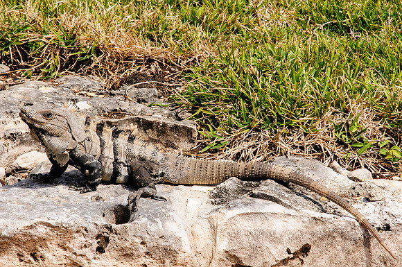 Iguana