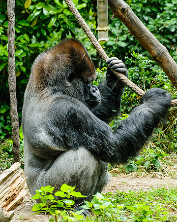 SIlverback