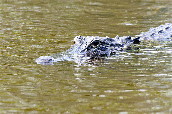 Everglades alligator