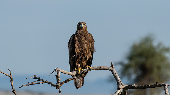 Steppe Eagle