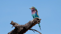Lilac breasted roller
