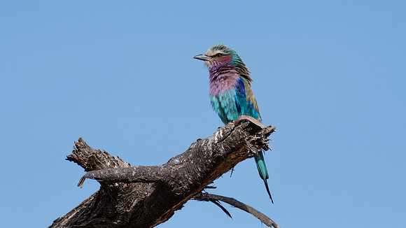 Lilac breasted roller