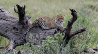 Leopard at rest