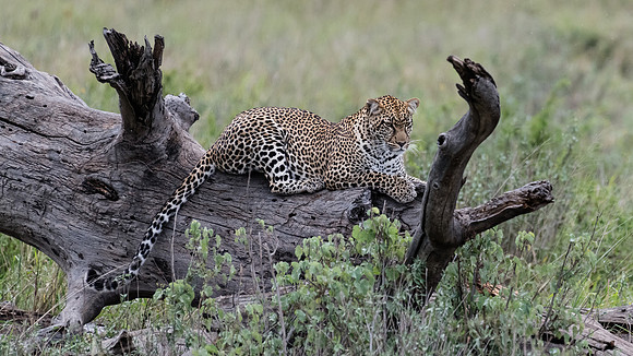 Leopard at rest