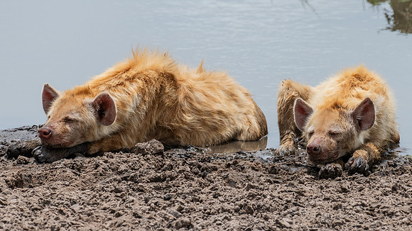 Nap time