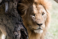 King of his domain