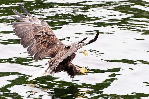 Bald Eagle
