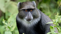 Blue monkey
