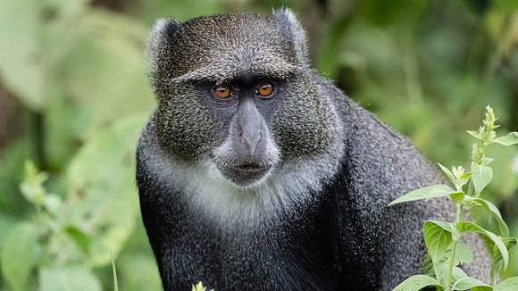 Blue monkey