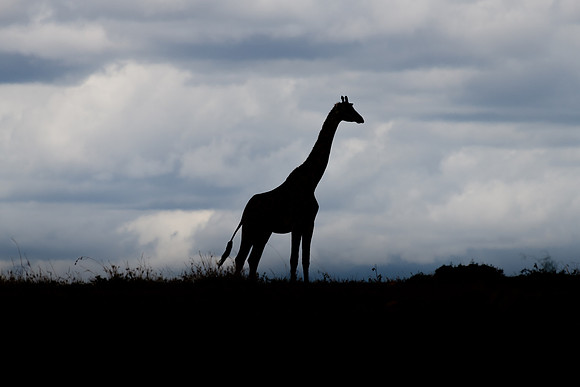 Giraffe at dusk