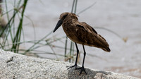 Hamerkop