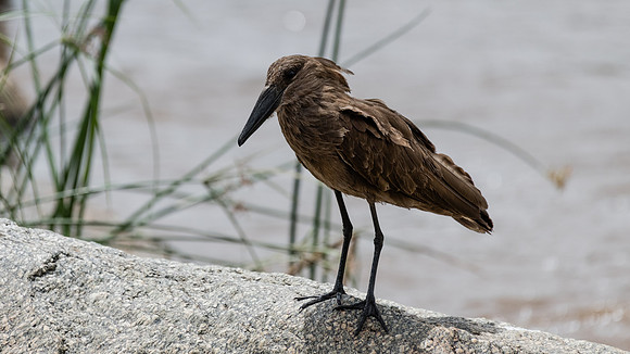 Hamerkop