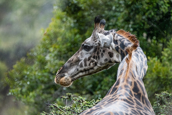 Giraffe in the rain