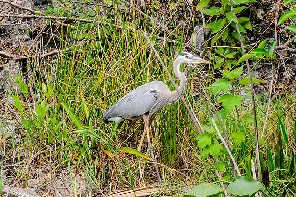Blue Heron