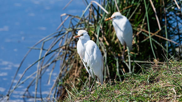 Cattle Egret