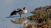 Cape Teal Duck