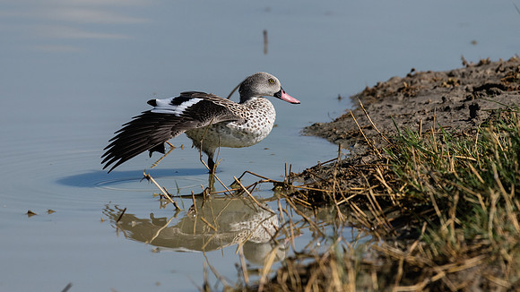 Cape Teal Duck