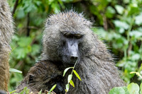 Baboon mother and baby