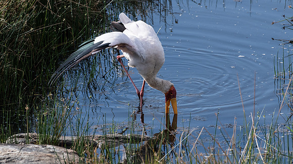 Yellow billed stork