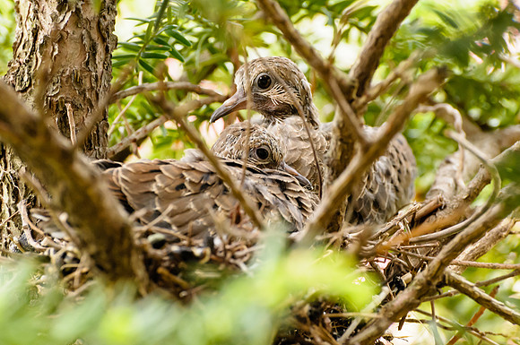 Morning Dove Chicks