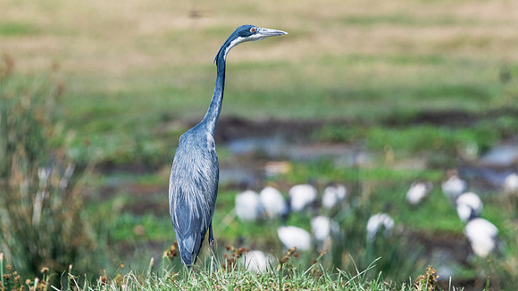 Blue Heron
