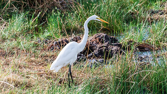 White Heron