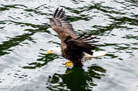 Bald Eagle Low Pass