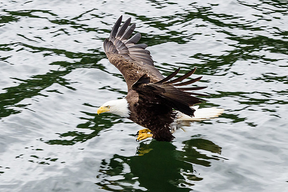 Bald Eagle Low Pass