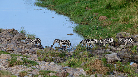Zebra crossing