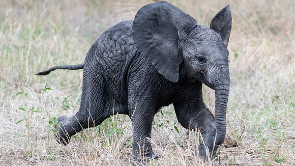Baby Elephant