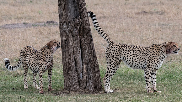 Marking its territory