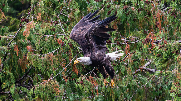 Eagle Launch