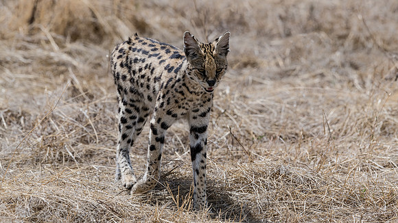 Serval cat