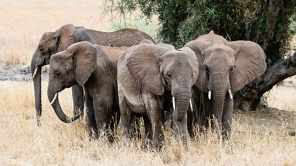 Mothers' love