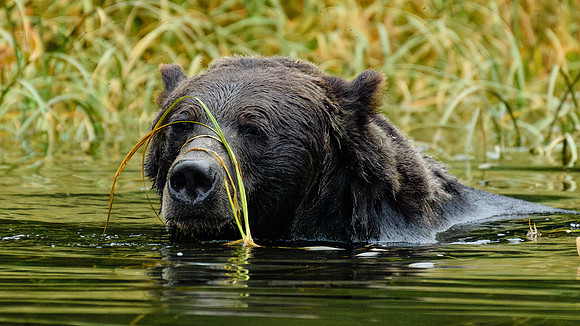 Grizzly at the salad bar