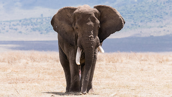 Old bull elephant
